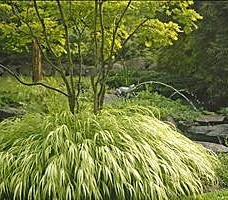 Golden Hakone Grass