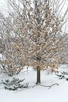 winter care of trees and shrubs