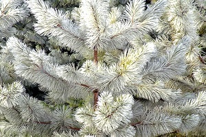 winter care of trees and shrubs