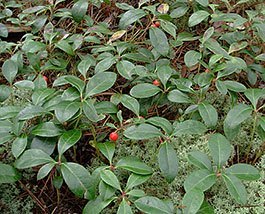 shade ground covers