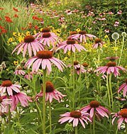 perennial garden care