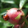 Ants on peonies