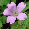 Perennial geraniums: Cultivars for every garden