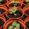 Growing geraniums from seed